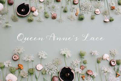 Queen Anne's Lace Inspiration By Annabella Charles