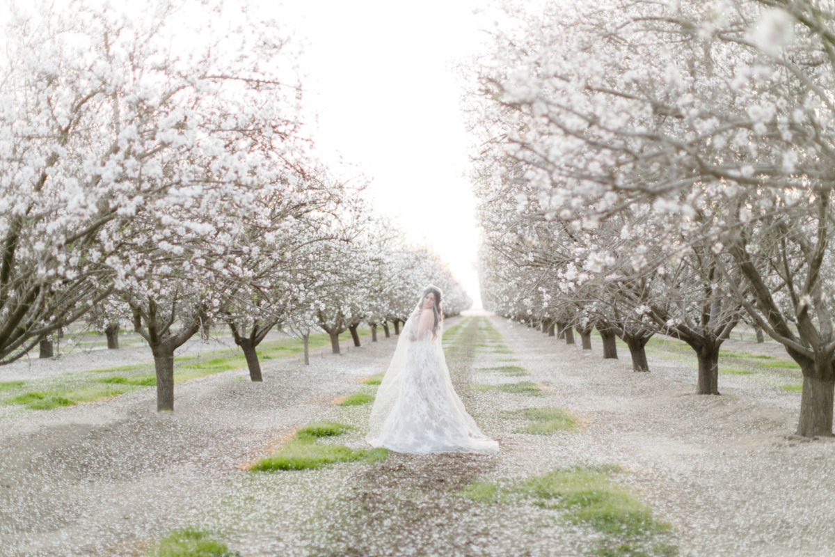 Channeling Bridgerton vibes with this bridal shoot in an Almond Orchard